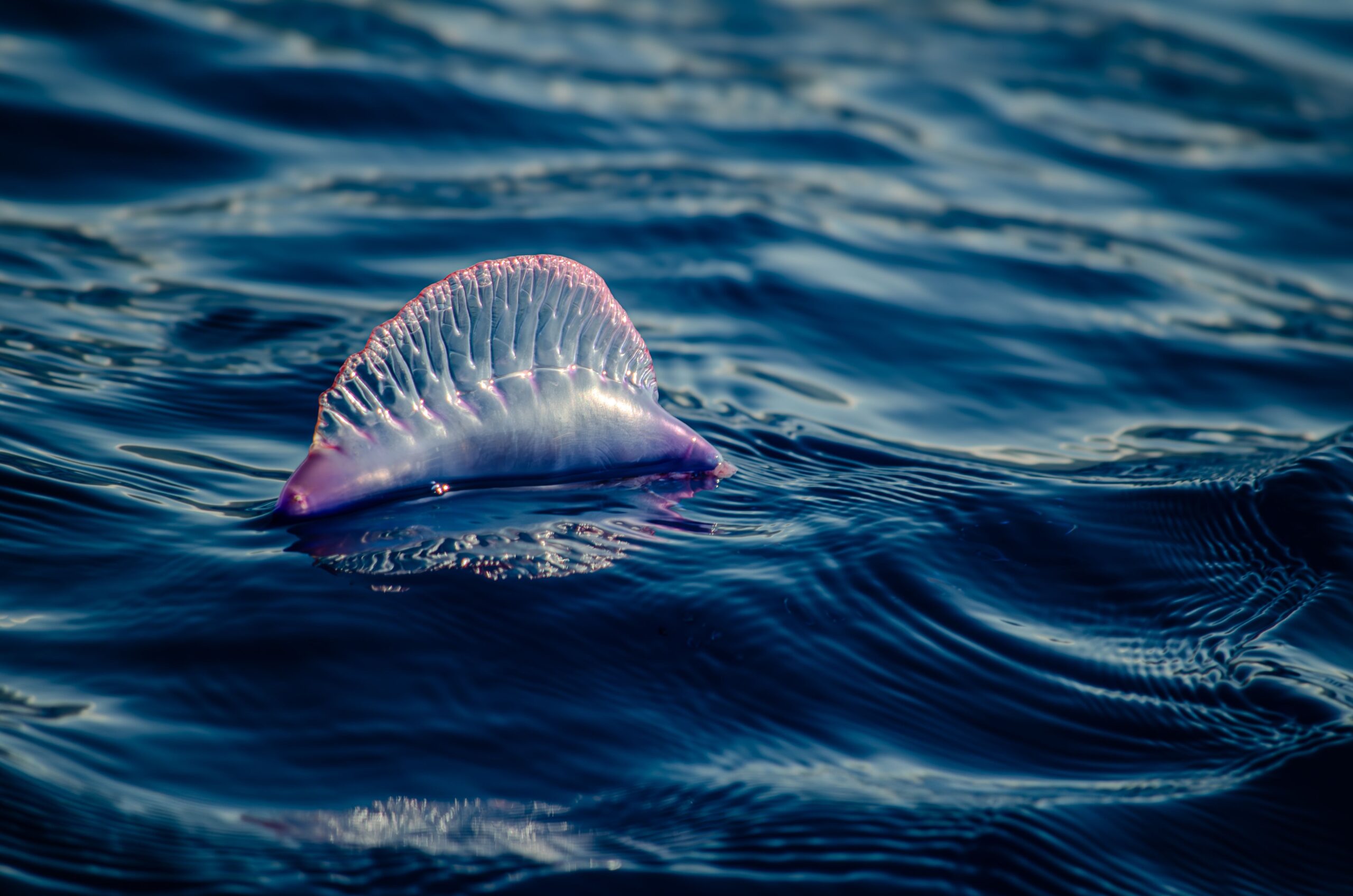 An untouchable beauty in the Atlantic: The Portuguese Man o’ War