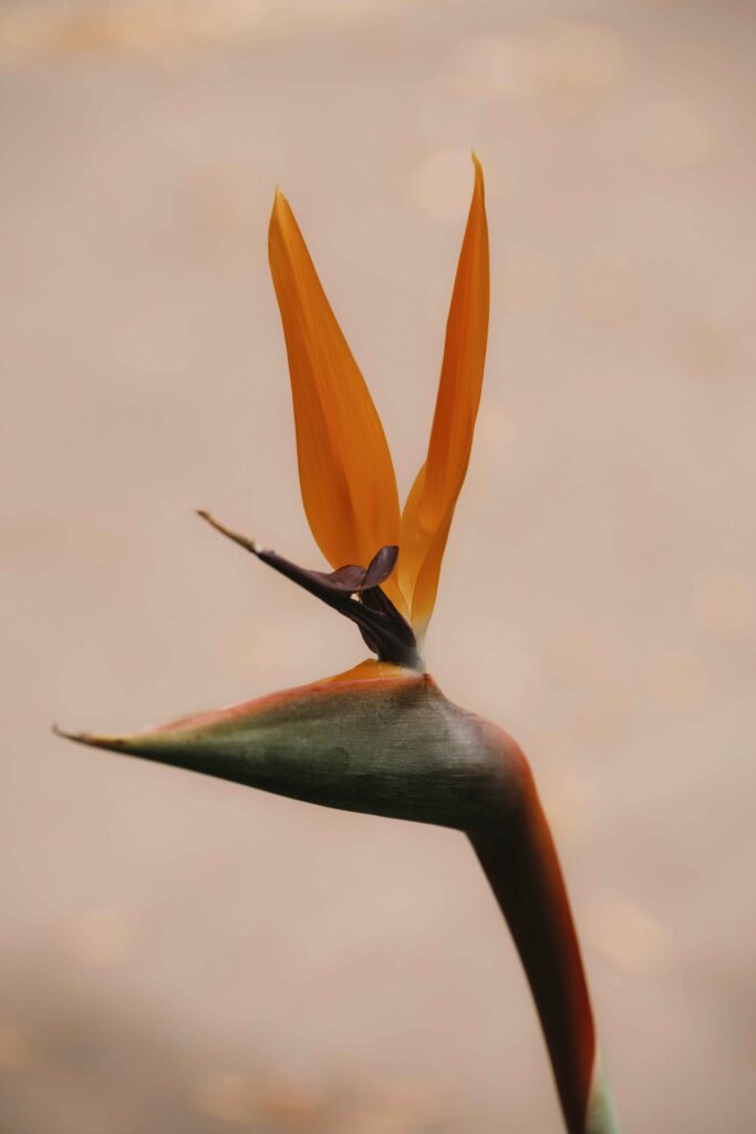 Estrelícia Flor